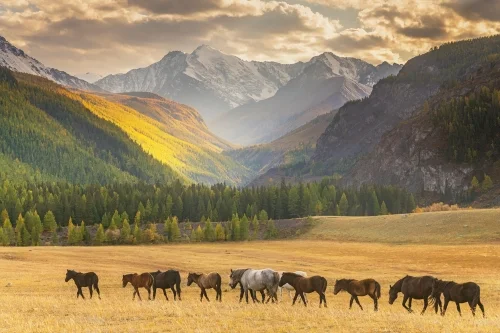 Алтай / Чуйский тракт. Марсианский экспресс. Фото: Павел Филатов