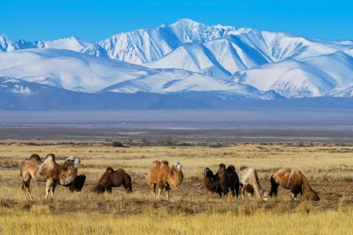 Перекресток миров. Джип-тур на плоскогорье Укок. Плоскогорье Укок. Фото: Павел Филатов