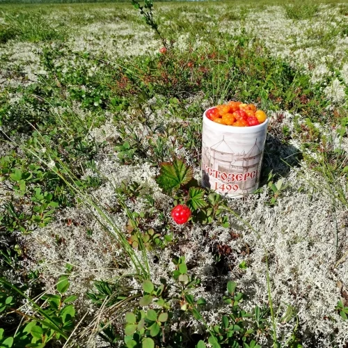 Арктические пески Шойны. Собираем морошку