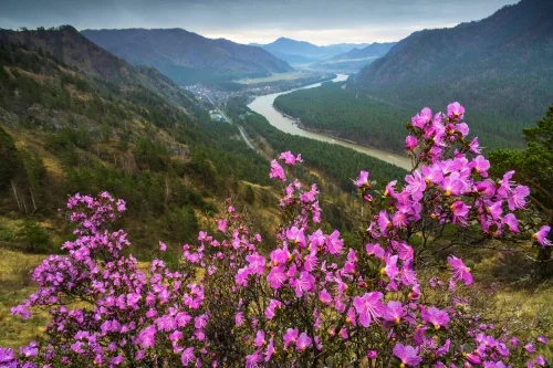 Цветение маральника. Фото: Павел Филатов