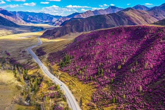 Цветение маральника. Фото: Павел Филатов