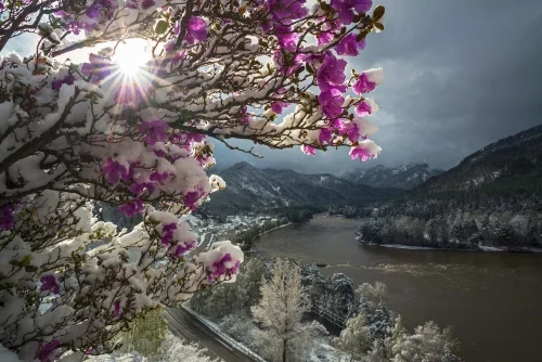 Цветение маральника. Фото: Павел Филатов