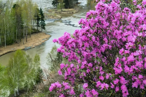 Цветение маральника. Фото: Павел Филатов