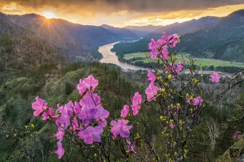 Цветение маральника. Фото: Павел Филатов