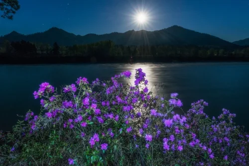 Цветение маральника. Фото: Павел Филатов