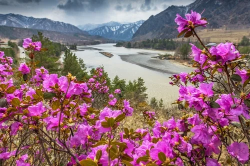 Цветение маральника. Фото: Павел Филатов