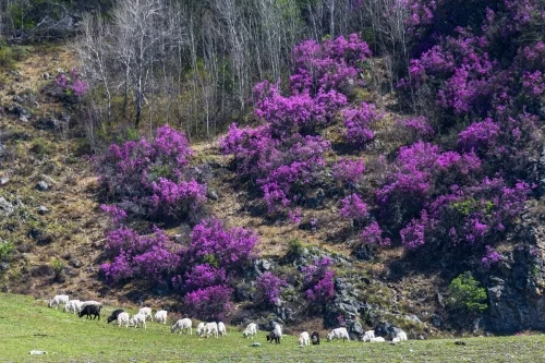 Цветение маральника. Фото: Павел Филатов