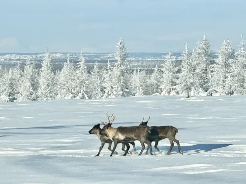 Ямал / Чудеса Арктического Дубая. Северные олени Ямала Фото: Павел Филатов