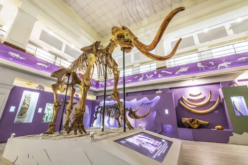 Ямал / Чудеса Арктического Дубая. Монгоченский мамонт, музейно-выставочный комплекс им. И.С.Шемановского Фото: Павел Филатов