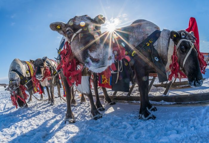 Программа «День оленевода»