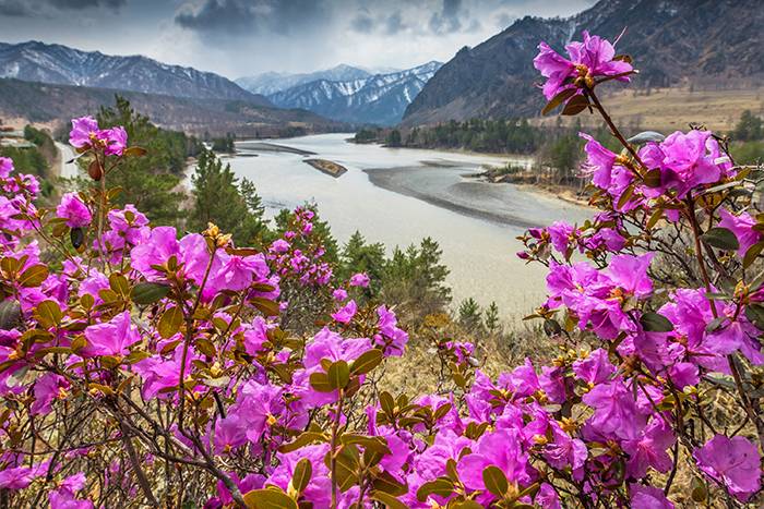 Цветение маральника-2026: открытие весеннего Алтая