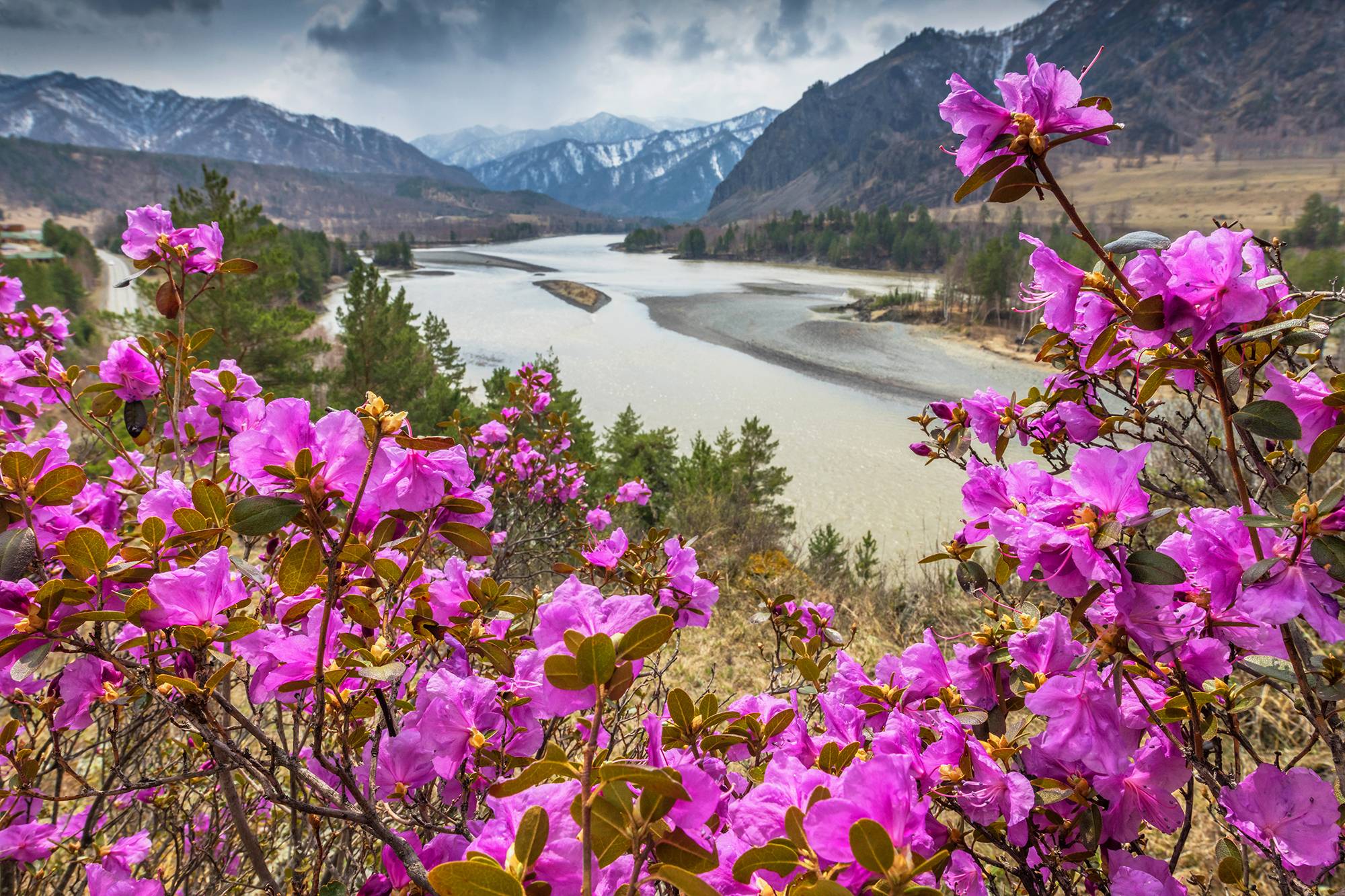 Цветение маральника-2026: открытие весеннего Алтая