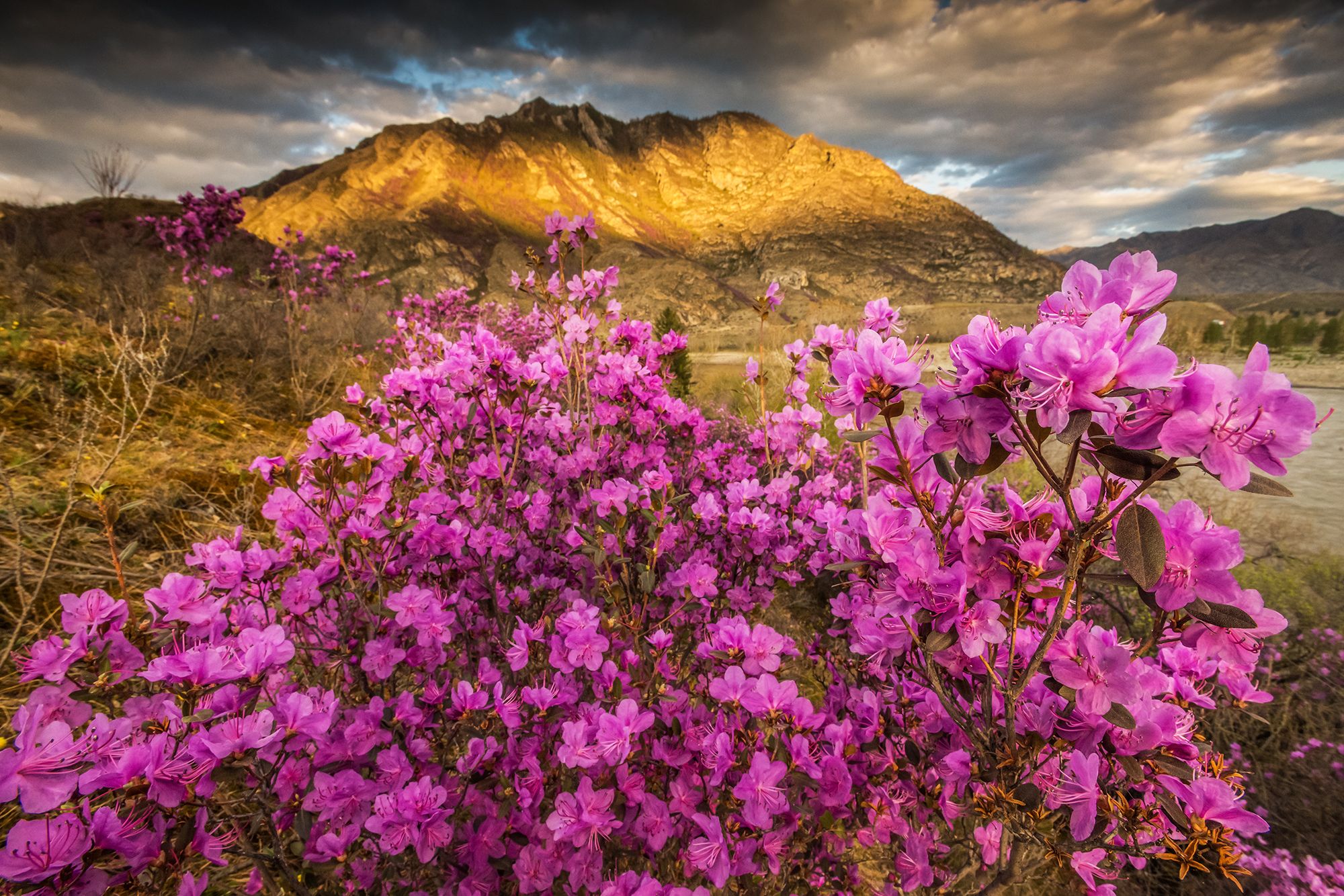 Цветение маральника-2026: открытие весеннего Алтая