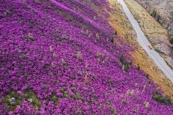 Цветение маральника-2026: открытие весеннего Алтая