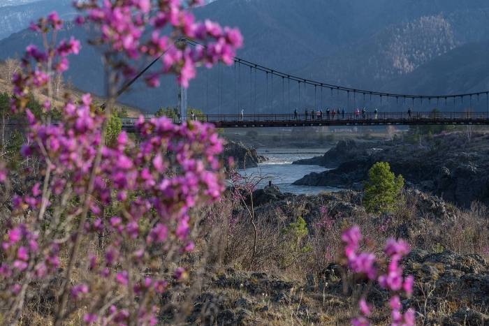 Цветение маральника-2026: открытие весеннего Алтая