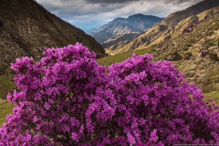 Цветение маральника-2026: открытие весеннего Алтая