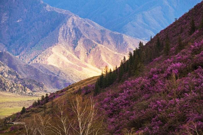 Цветение маральника-2026: открытие весеннего Алтая