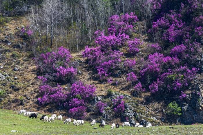Цветение маральника-2026: открытие весеннего Алтая