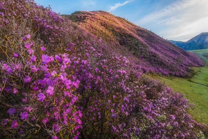 Цветение маральника-2026: открытие весеннего Алтая