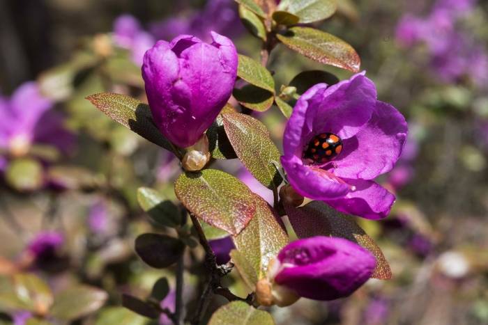 Цветение маральника-2026: открытие весеннего Алтая