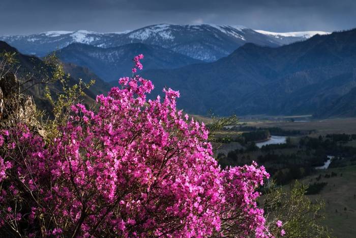 Цветение маральника-2026: открытие весеннего Алтая