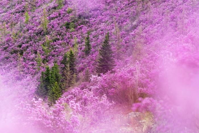 Цветение маральника-2026: открытие весеннего Алтая