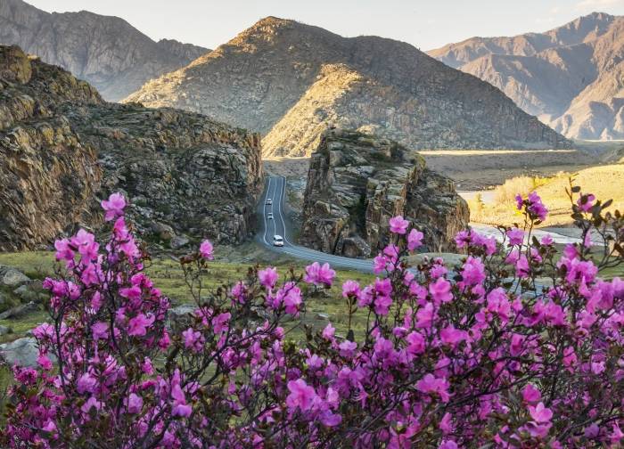 Цветение маральника-2026: открытие весеннего Алтая