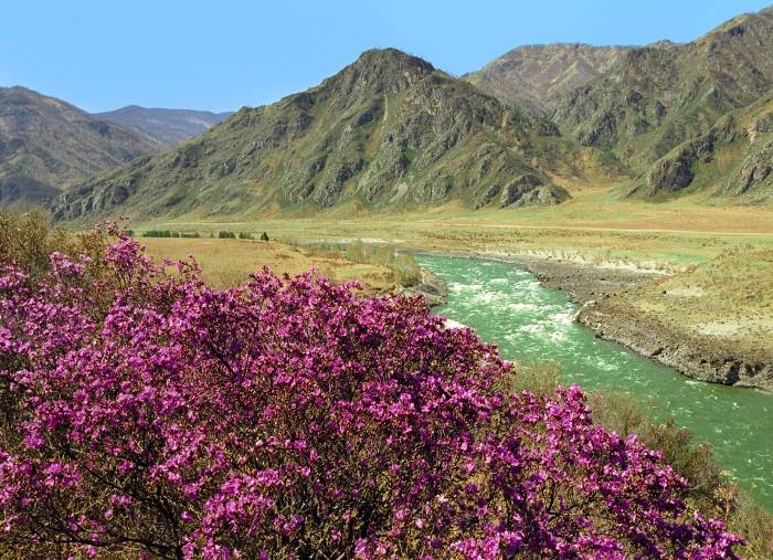 Цветение маральника-2026: открытие весеннего Алтая