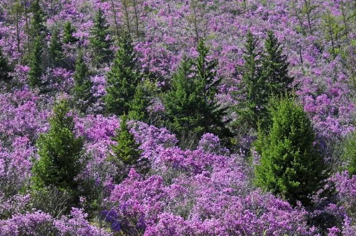 Цветение маральника-2026: открытие весеннего Алтая