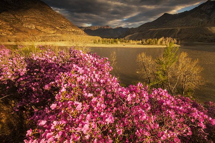 Цветение маральника-2026: открытие весеннего Алтая